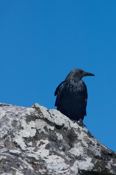 白天灰色岩石上的黑鸟
